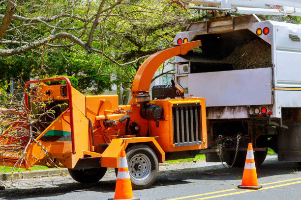 Best Professional Tree Care  in Hayden, ID